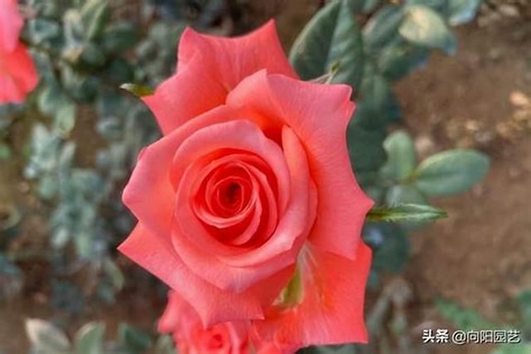 芸苔素内脂,怎样辩别真伪？