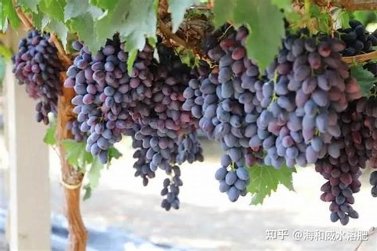 葡萄采果后必须施肥吗