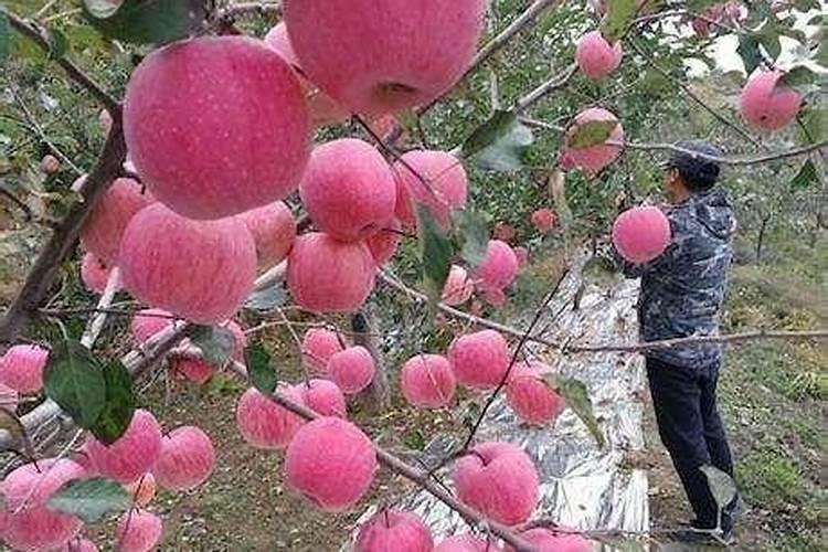 哪些属于磷钾肥