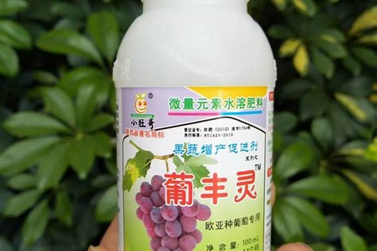 芸豆的叶子萎蔫是什么原因