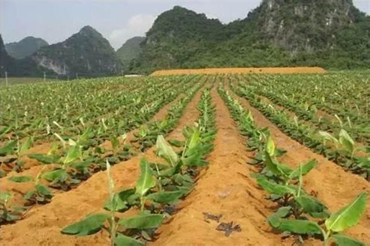 芸豆结荚期施什么肥