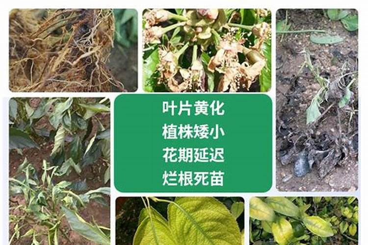 常见的氮肥、磷肥、钾肥、复合肥有哪些……