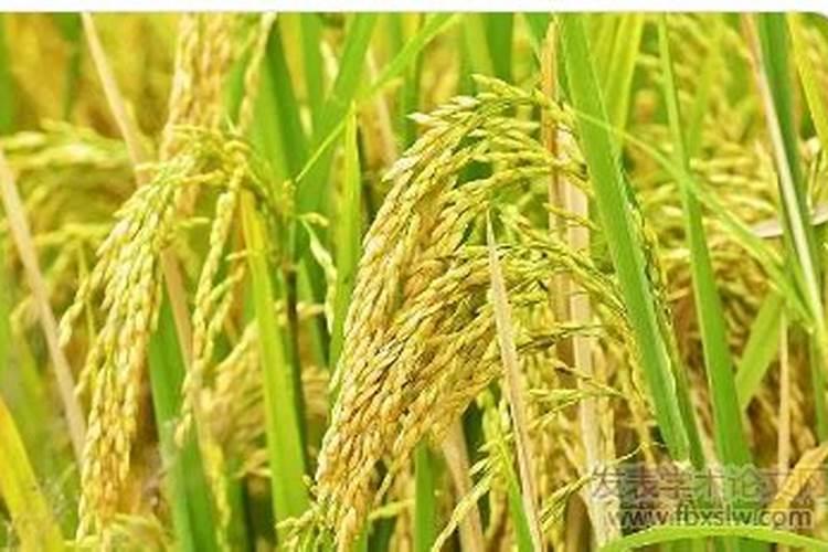 硅肥在水稻的作用及使用方法