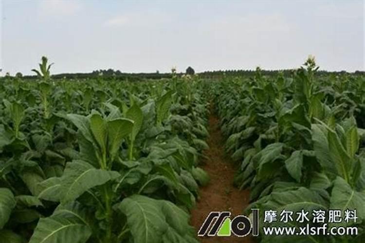 种烤烟用什么肥料好？