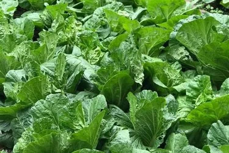 腐植酸有什么作用？腐植酸肥料的使用标准是什么？