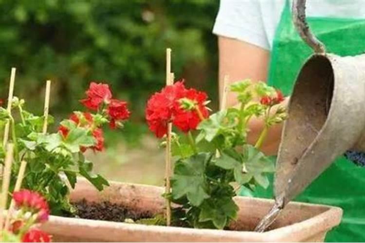 复合肥怎么用种花