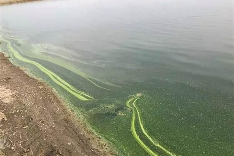 红糖加尿素加磷肥做肥水膏每亩用多少？
