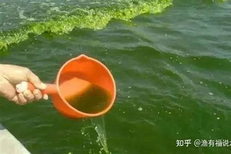 虾塘水变清的最简单处理方法