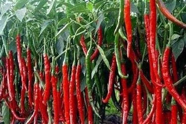 炒熟的黄豆能作为肥料放在米兰的土里吗？