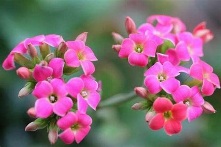 氮肥能直接放花盆施肥吗