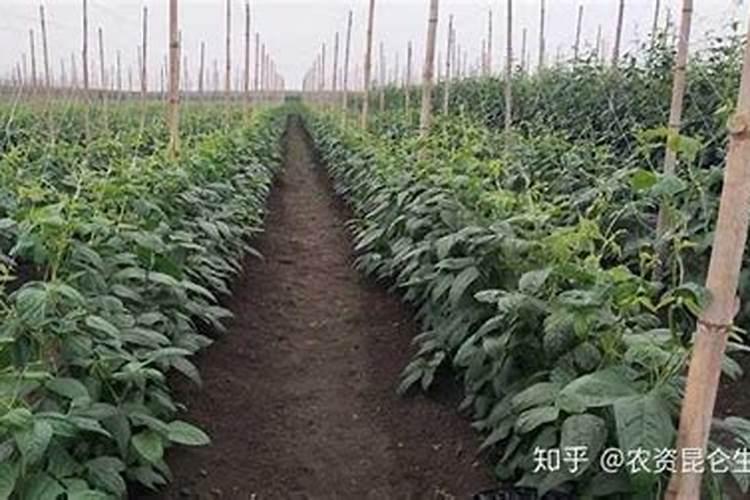 豆角可以使用水溶肥吗？