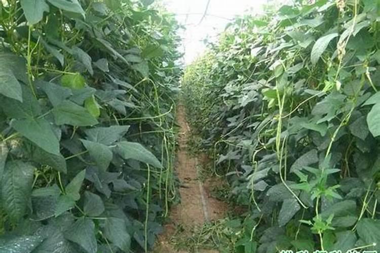 豆角提苗用的平衡型水溶肥哪种好？
