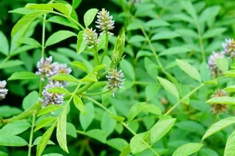 沙土地适合种植什么呢？
