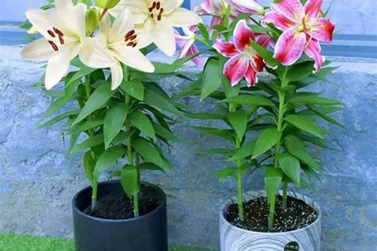 月季开花时施什么肥最为合适