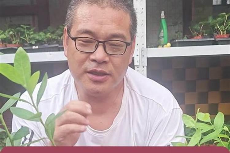 柑橘花芽分化用什么肥