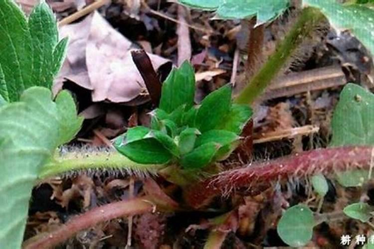 花芽分化用什么叶面肥