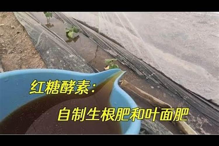 鱼蛋白肥料的使用技巧