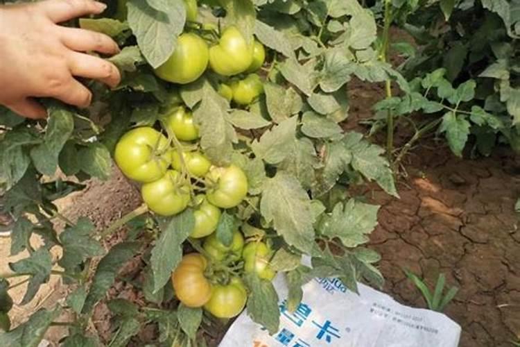 西红柿膨果期冲什么肥