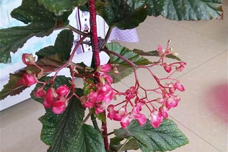 竹节海棠施什么肥竹节海棠怎么施肥
