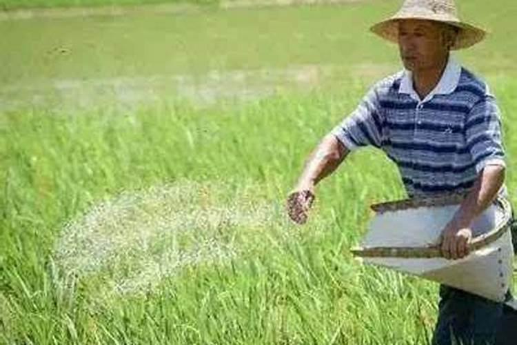 8月份打锌肥对棉花叶子有修复作用吗