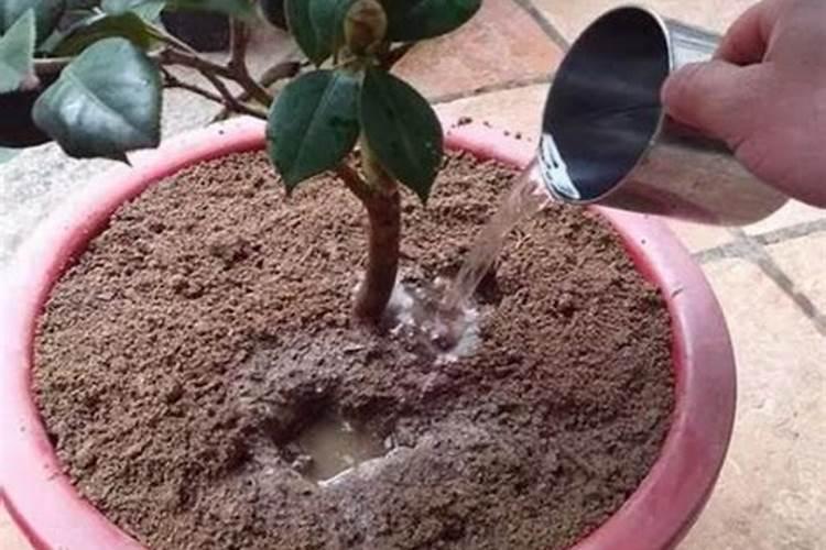 正确种脐橙方法