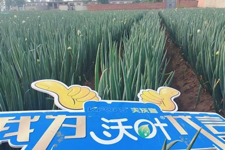 大葱使用喜满地哪个系列的肥料更合适一点？