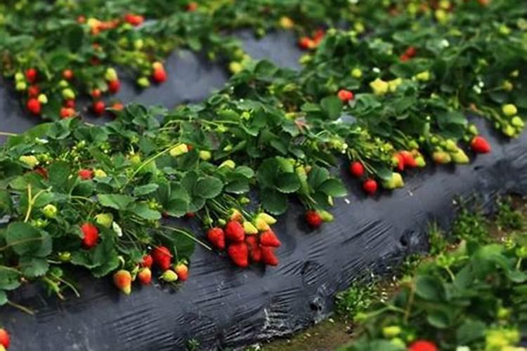 牡丹施肥用什么肥料合适 种植牡丹花四大高效肥料