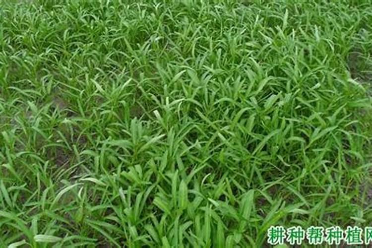 中国前十矿源黄腐酸钾是哪几家？
