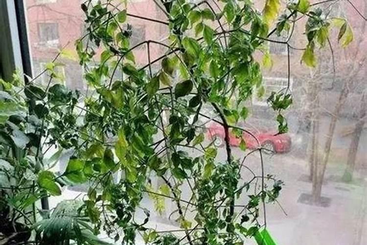新疆矿源黄腐酸钾哪个厂家的品牌好