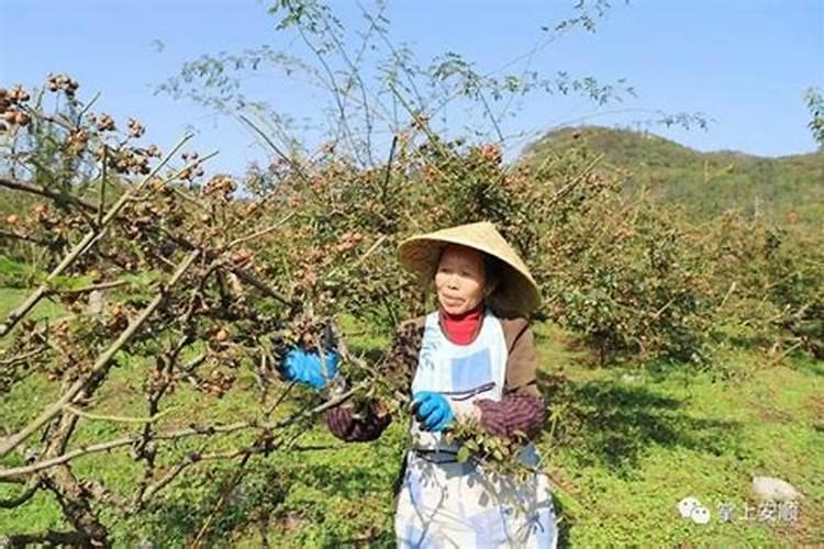 青瓜什么时候种植最好
