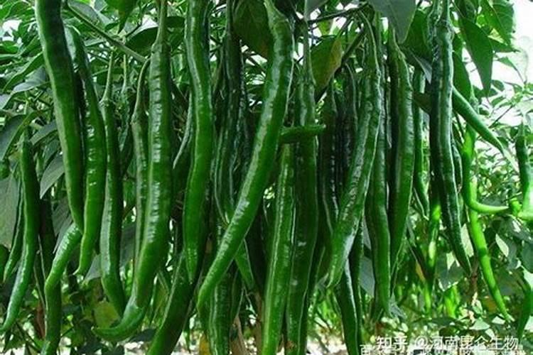 菠菜浇水可以淋点醋吗？