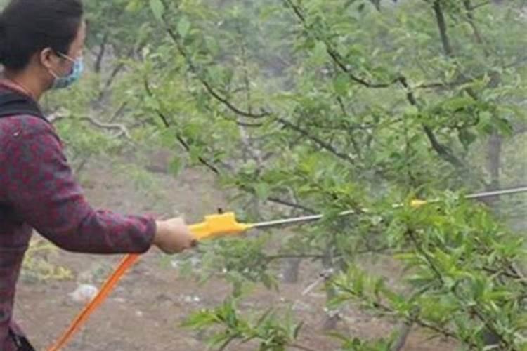 柠檬喷。叶面肥后需要多久才可喷农药？
