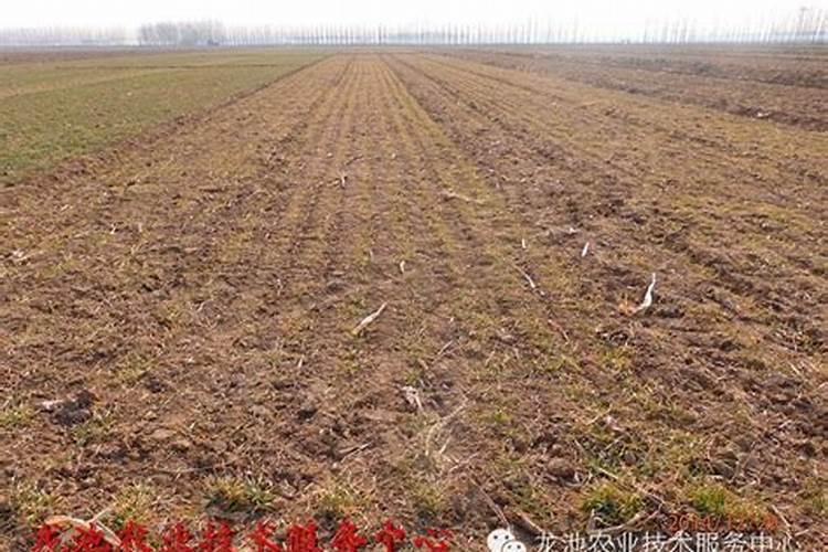 今年小麦冻害严重现在能打叶面肥吗在什么时候打冻麦苗能吸收叶面...