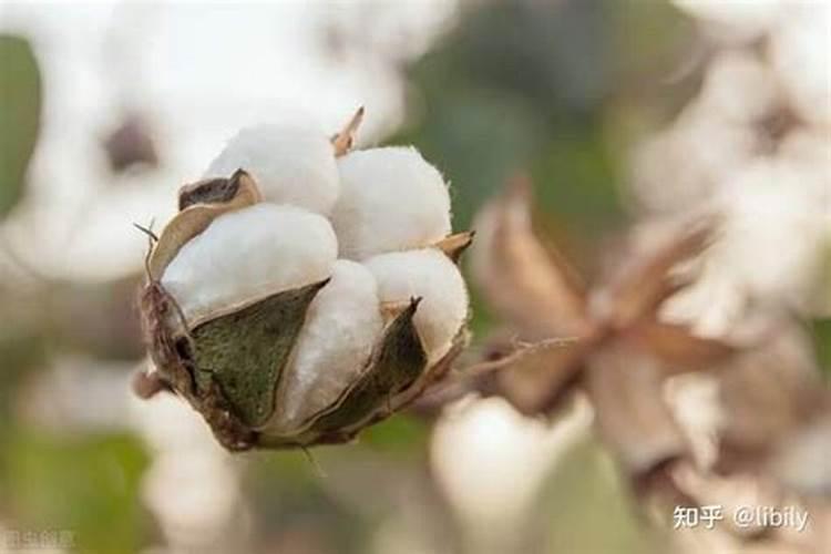 棉花怎么使用叶面肥 棉花施肥方法介绍