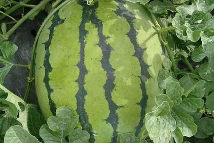 种植西瓜,主要步骤是什么？