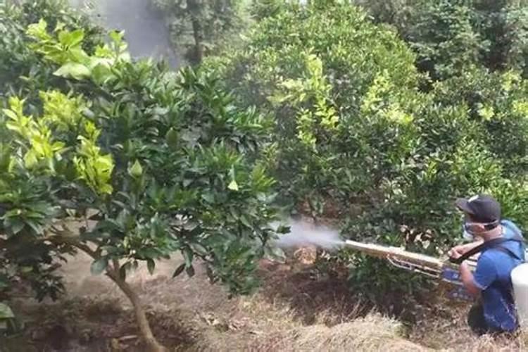 种植脐橙如何施肥效果更好