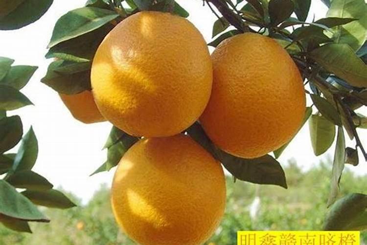脐橙全年施肥时间表