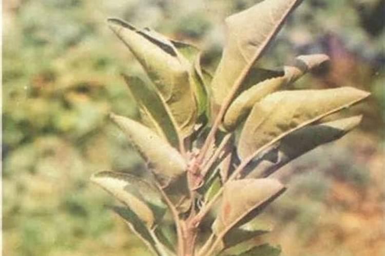 氮肥与氮气是否是同一类物质？