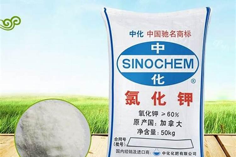 芸豆施什么肥长得最好 芸豆怎么施肥