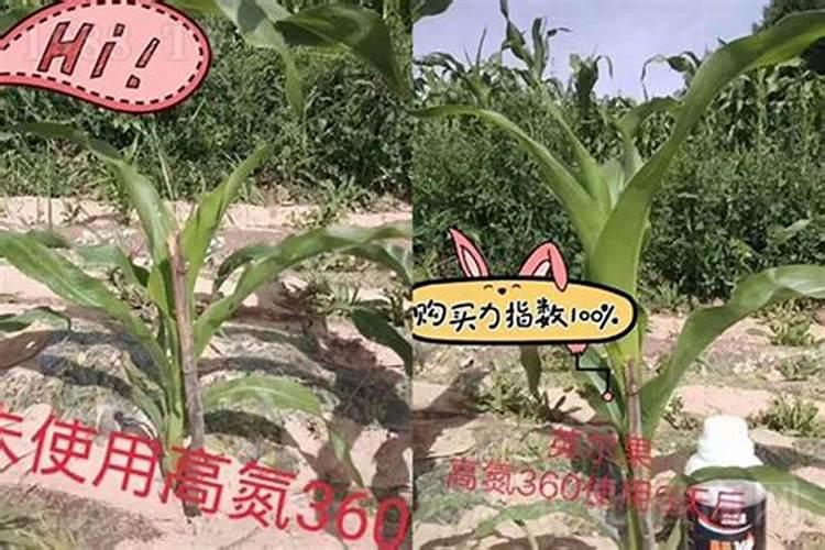 液体氮肥喷施玉米效果怎么样