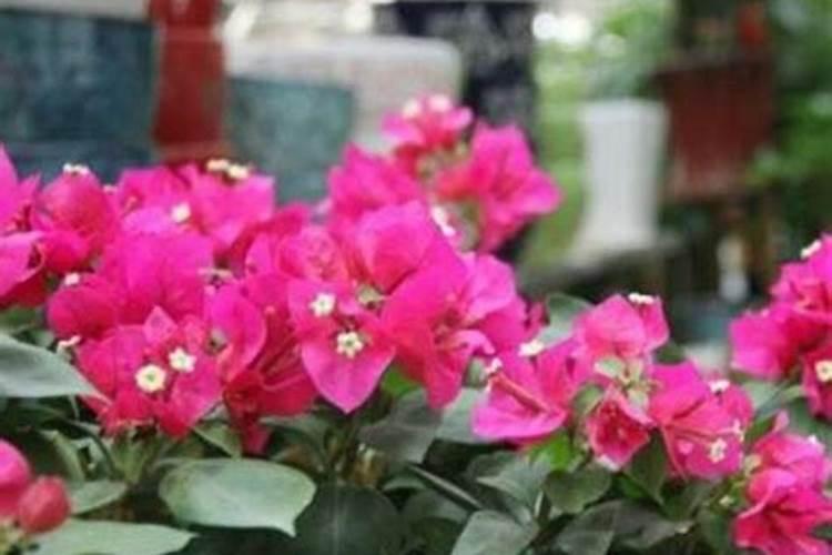 三角梅发芽后施什么肥