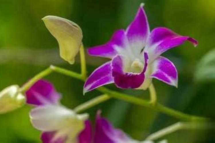 兰花可以用磷酸二氢钾肥吗 兰花能用磷酸二氢钾肥吗