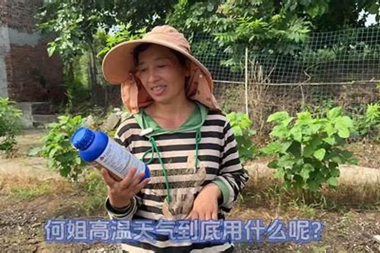 气温高能施叶面肥吗