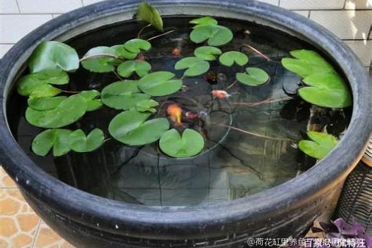 鱼饵料可以当养花肥料;给花施肥用什么肥料