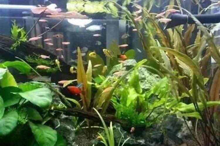 我把鱼食给盆景当肥料给撒上了可以吗？