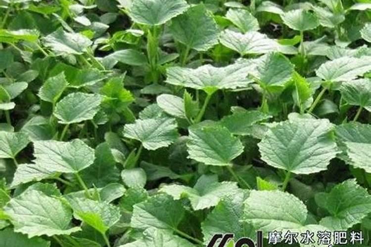 梨树花期打钼打硼好吗。
