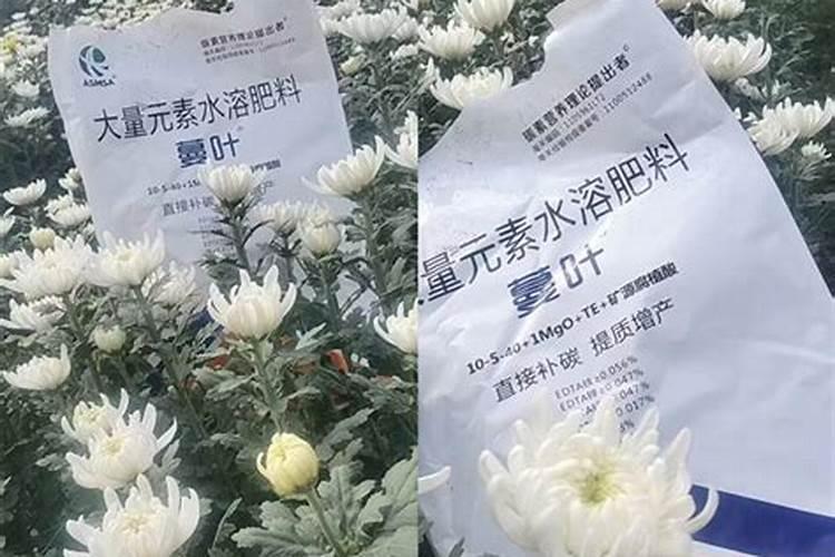 水溶肥是什么肥料