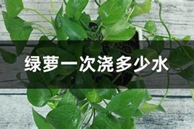 吸财树夏天多久浇水