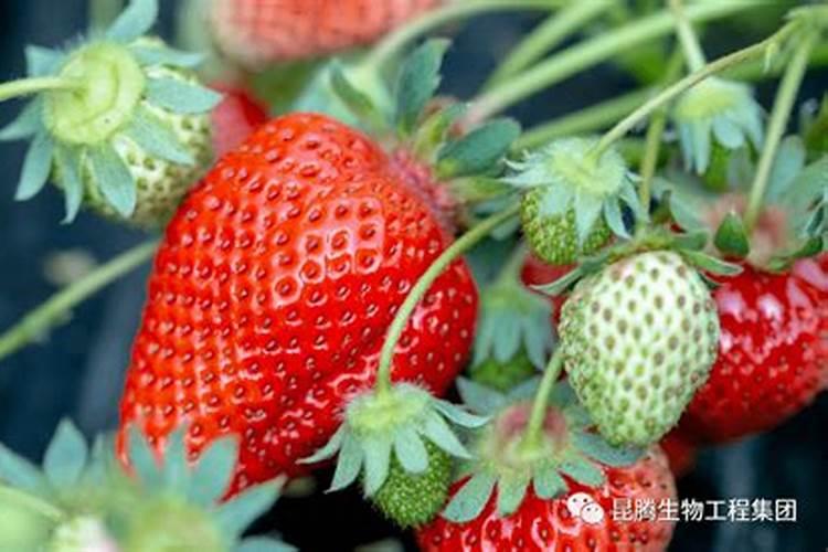 沃柑施肥方法