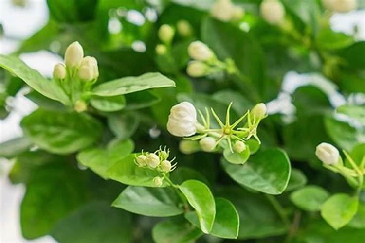大棚种植茄子需要什么肥料